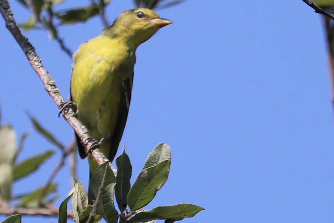 Western Tanager - ML361498771