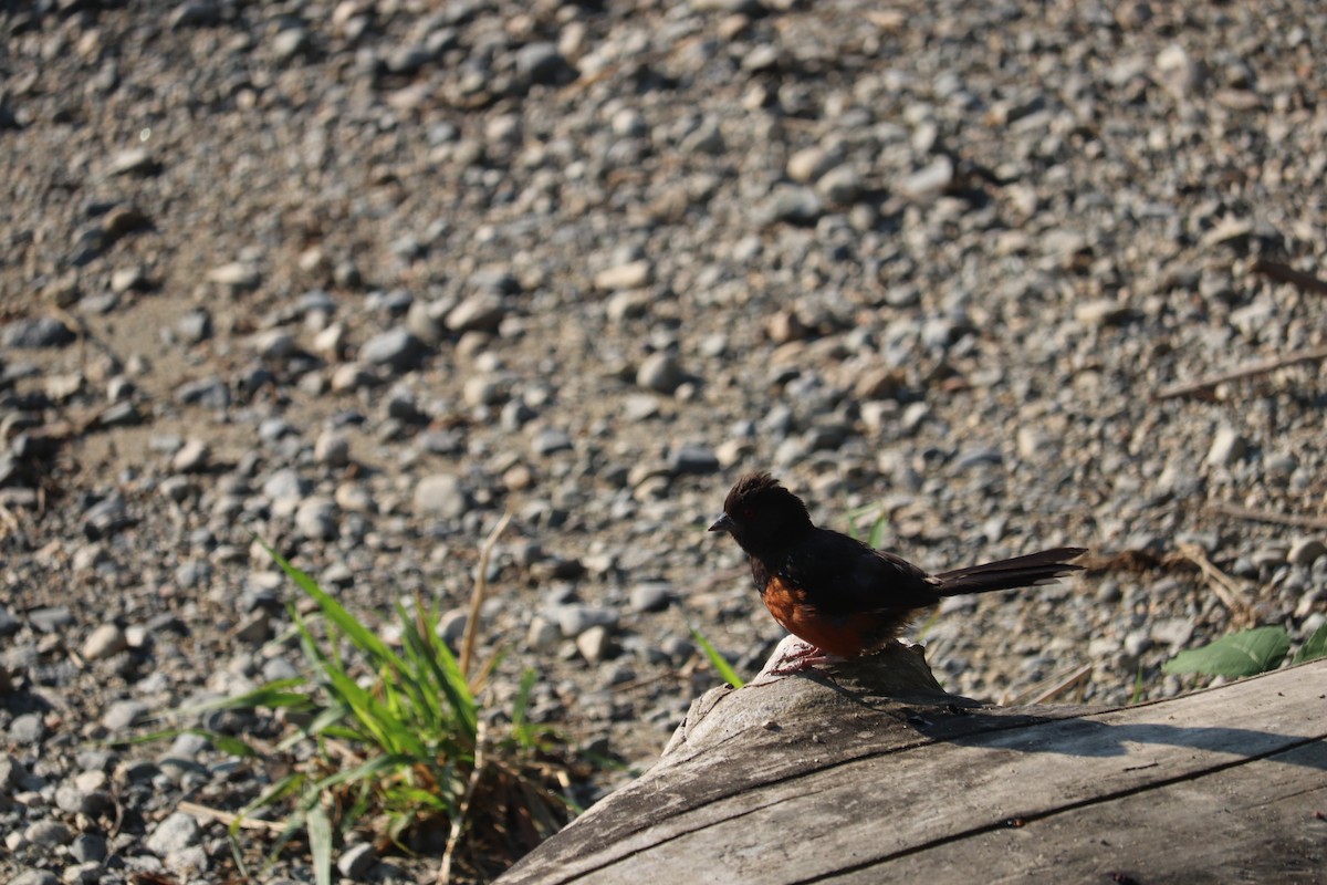 Spotted Towhee - ML361500041