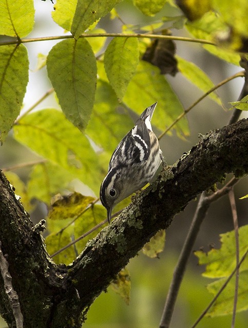 Black-and-white Warbler - Martin Wall