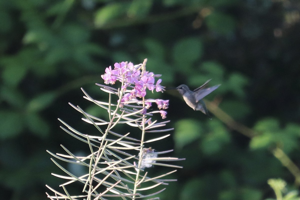 Anna's Hummingbird - ML361500351