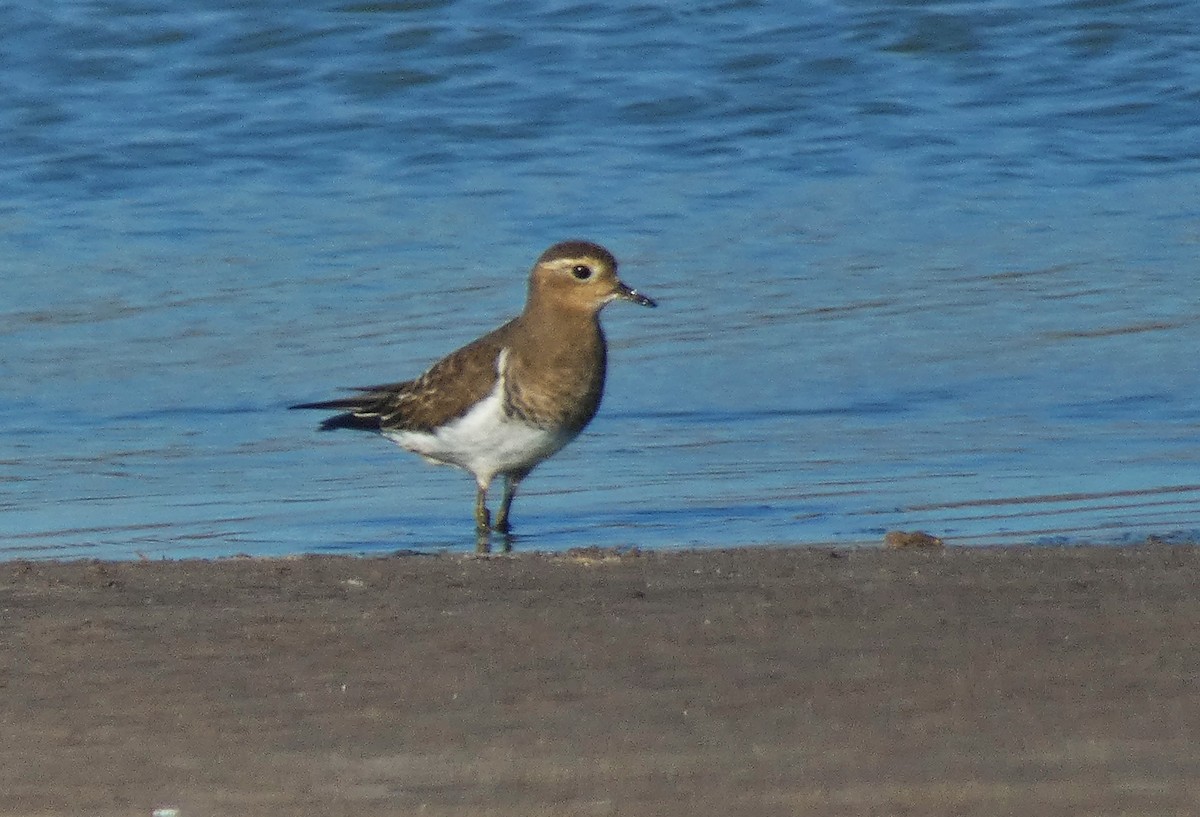 Rufous-chested Dotterel - ML361511221