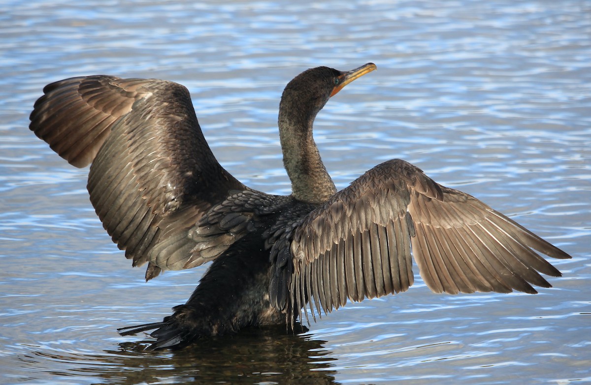 cormorant sp. - ML361530411