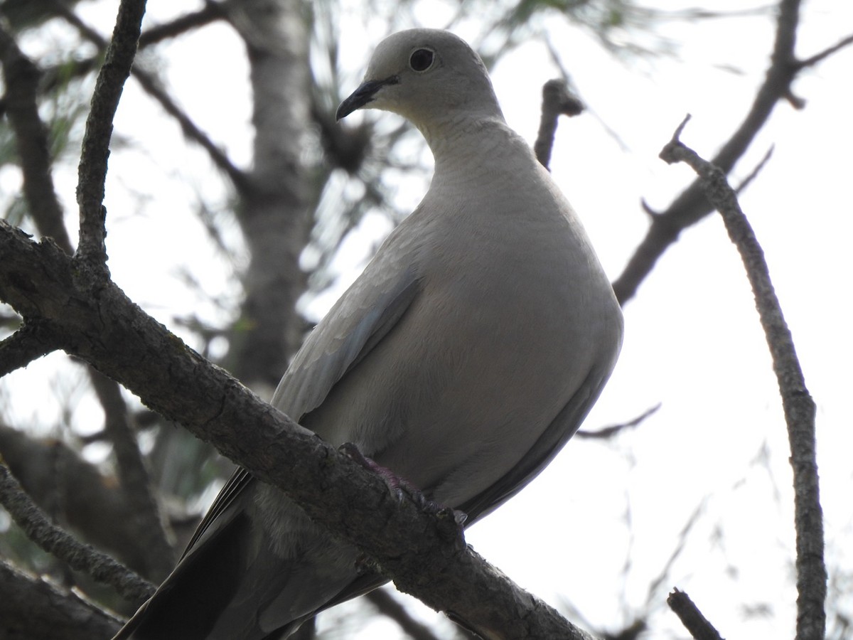 Eurasian Collared-Dove - ML361533431