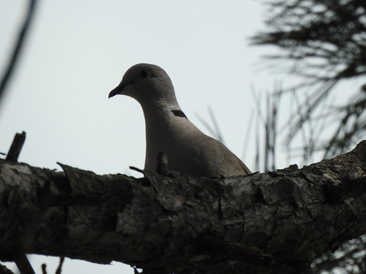 Eurasian Collared-Dove - ML361533441