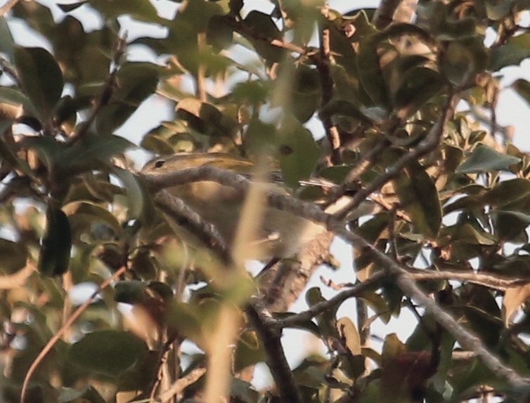 Bay-breasted Warbler - David McQuade