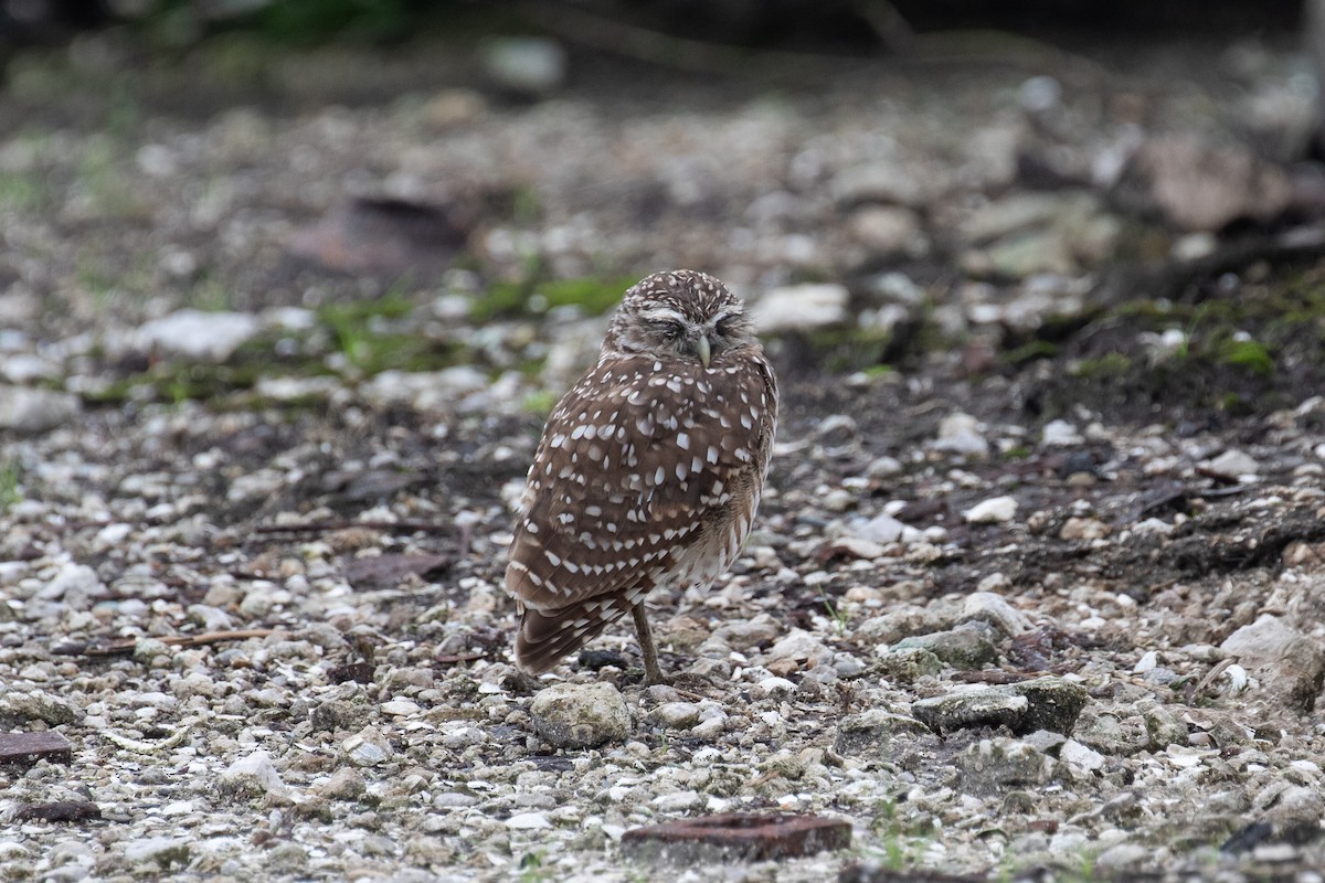 Burrowing Owl (Florida) - ML361538971