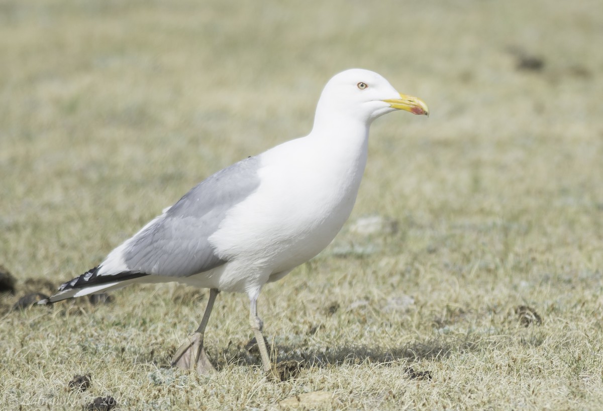 Herring Gull (Mongolian) - Batmunkh Davaasuren