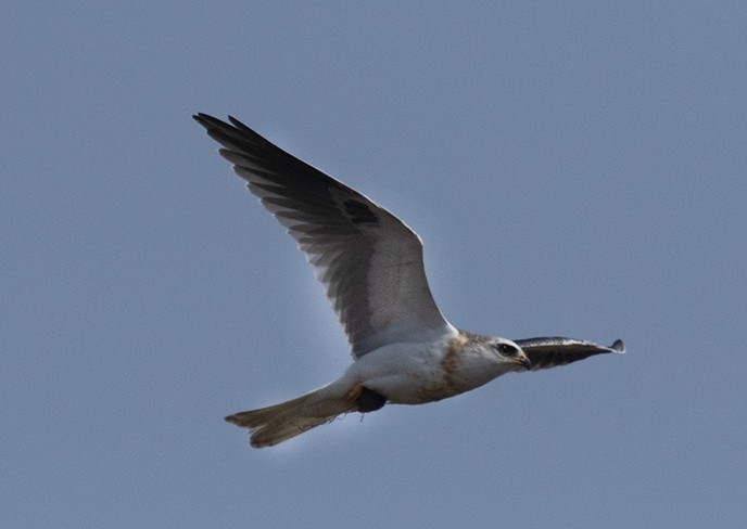 White-tailed Kite - ML361549651