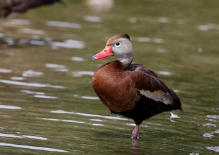 Black-bellied Whistling-Duck (fulgens), ML361551211