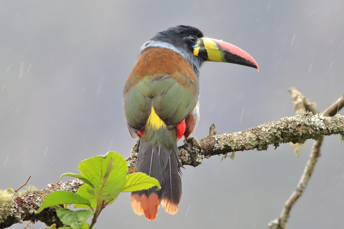 Gray-breasted Mountain-Toucan - ML361553691