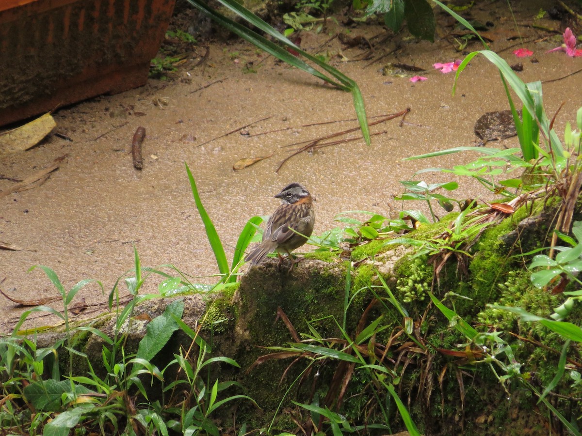 Rufous-collared Sparrow - ML36155481