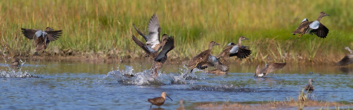 Blue-winged Teal - ML361557741