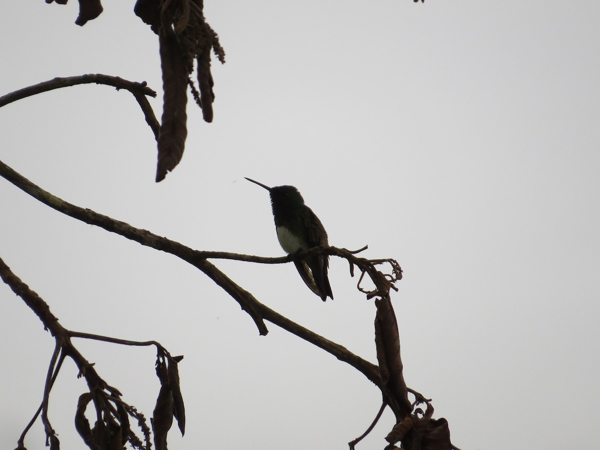 Snowy-bellied Hummingbird - ML36156061