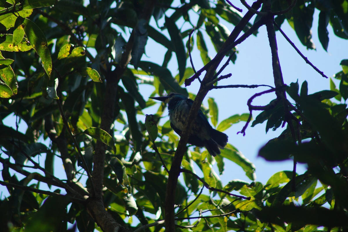 Blue-breasted Kingfisher - Daniel Traub