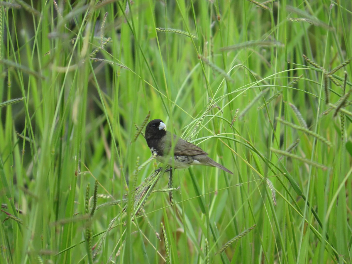 Yellow-bellied Seedeater - ML36157001
