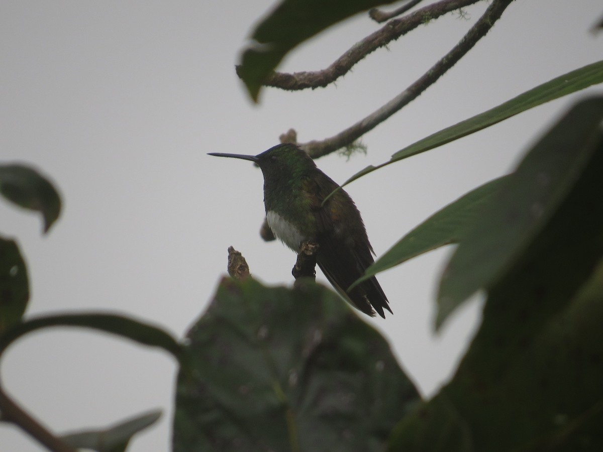 Snowy-bellied Hummingbird - ML36157331