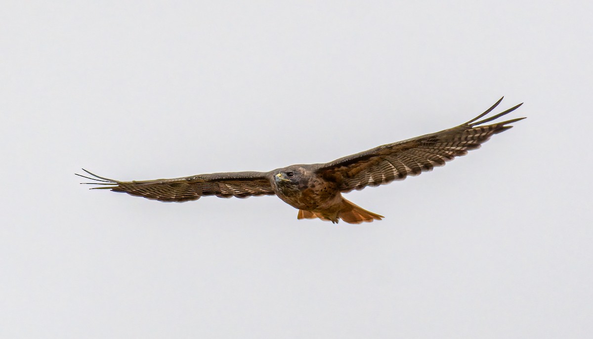 Red-tailed Hawk - ML361576061