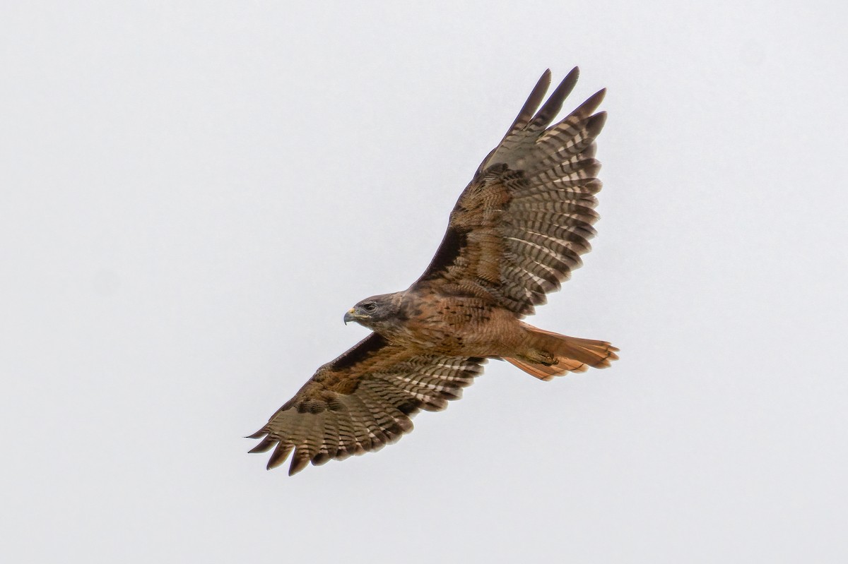 Red-tailed Hawk - Dmitriy Aronov