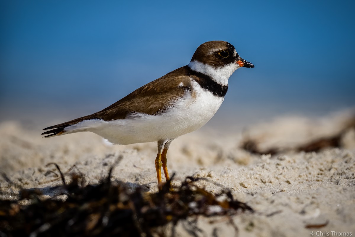 Semipalmated Plover - ML361576301