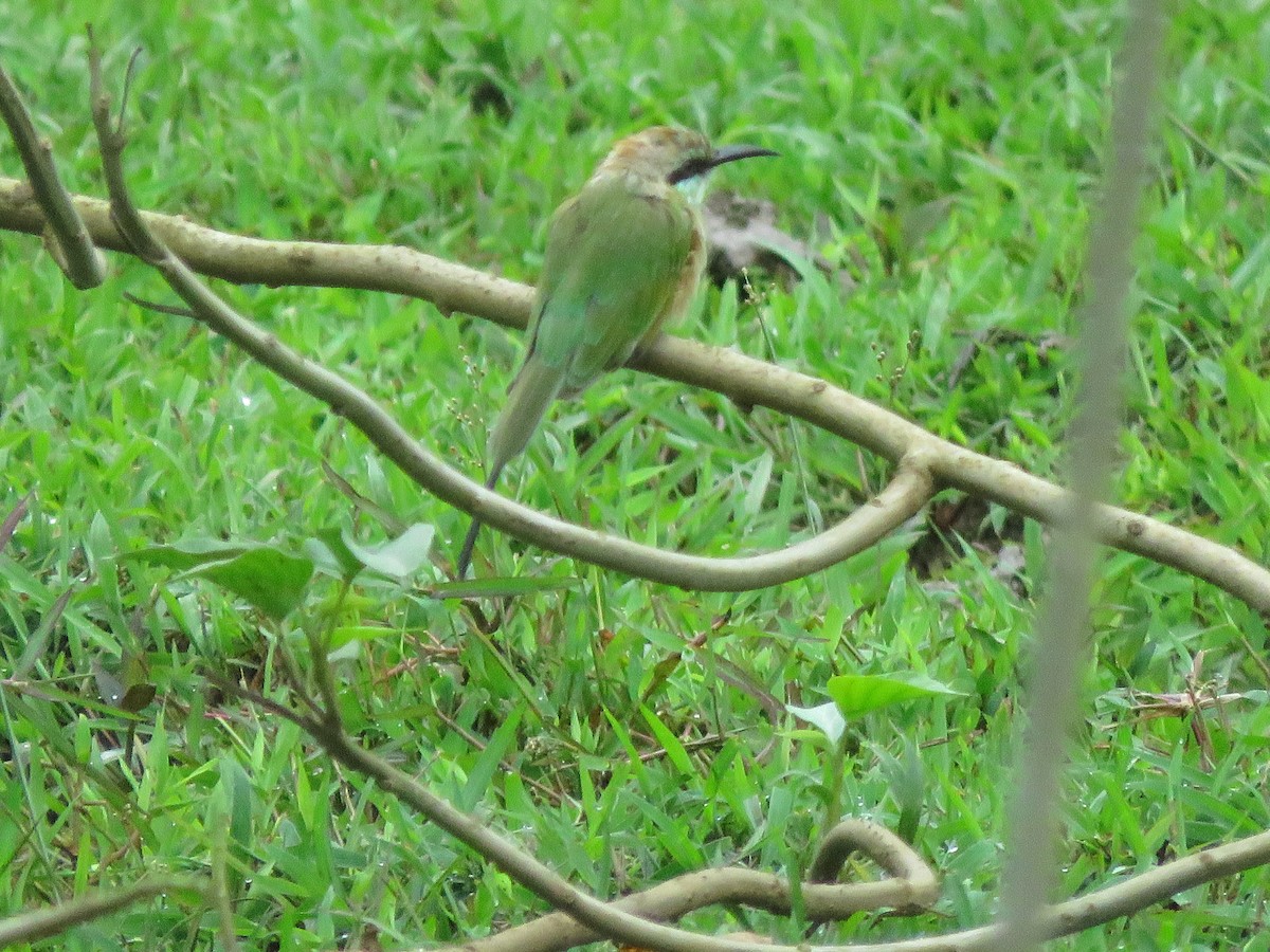 Asian Green Bee-eater - ML361585801