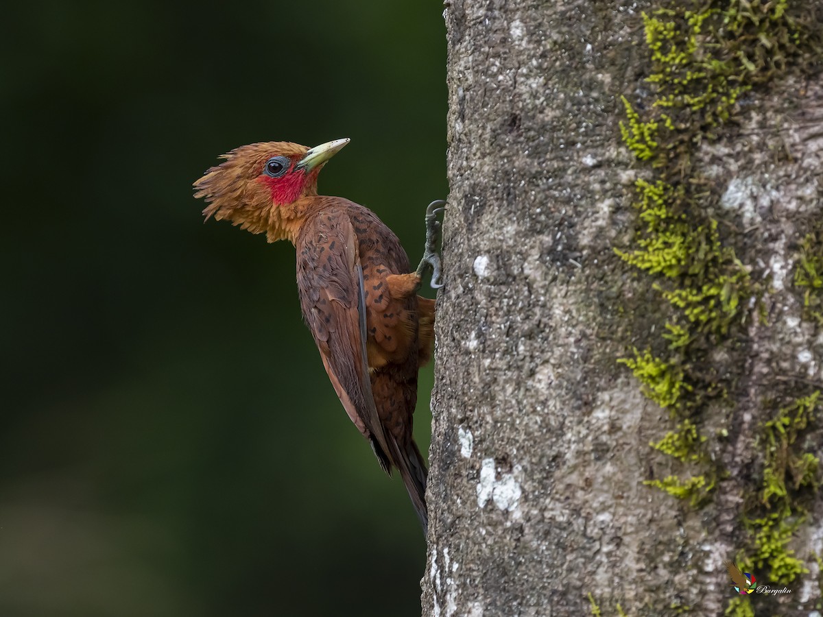 Chestnut-colored Woodpecker - ML361589011