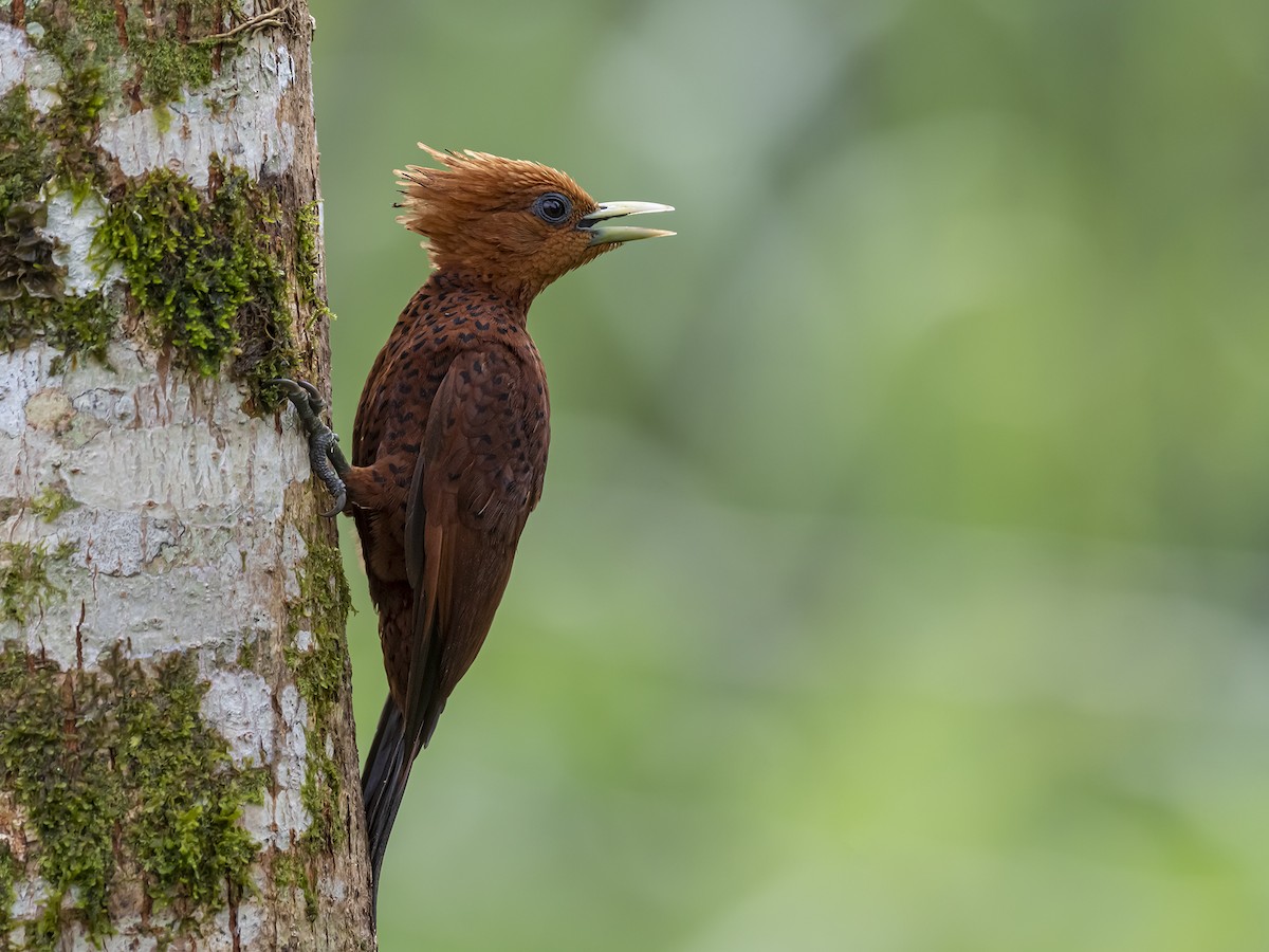 Chestnut-colored Woodpecker - ML361589031