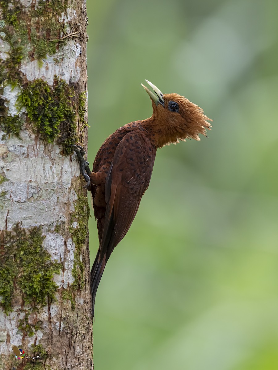 Chestnut-colored Woodpecker - ML361589041