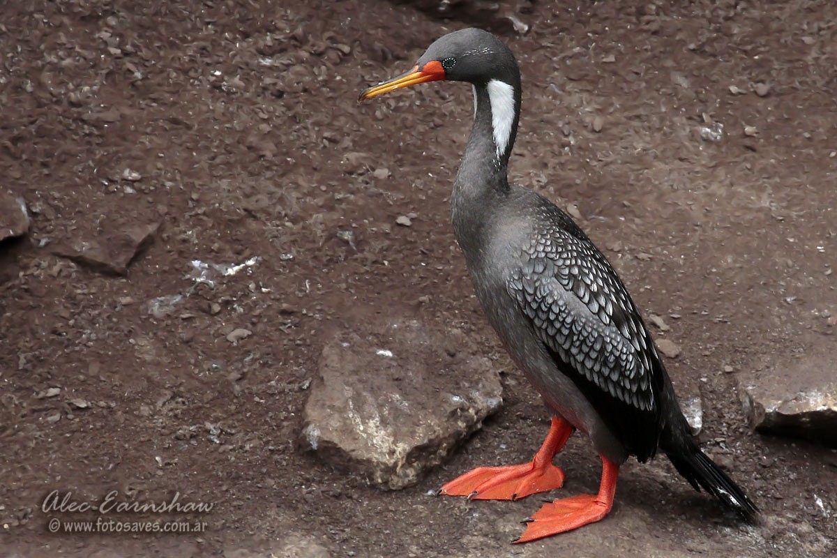 Red-legged Cormorant - ML36159261