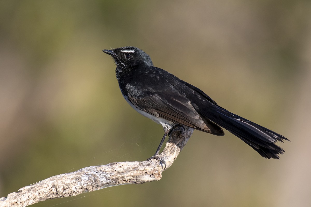 Willie-wagtail - Stephen Murray