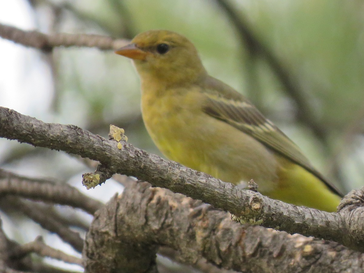 Western Tanager - ML361595811