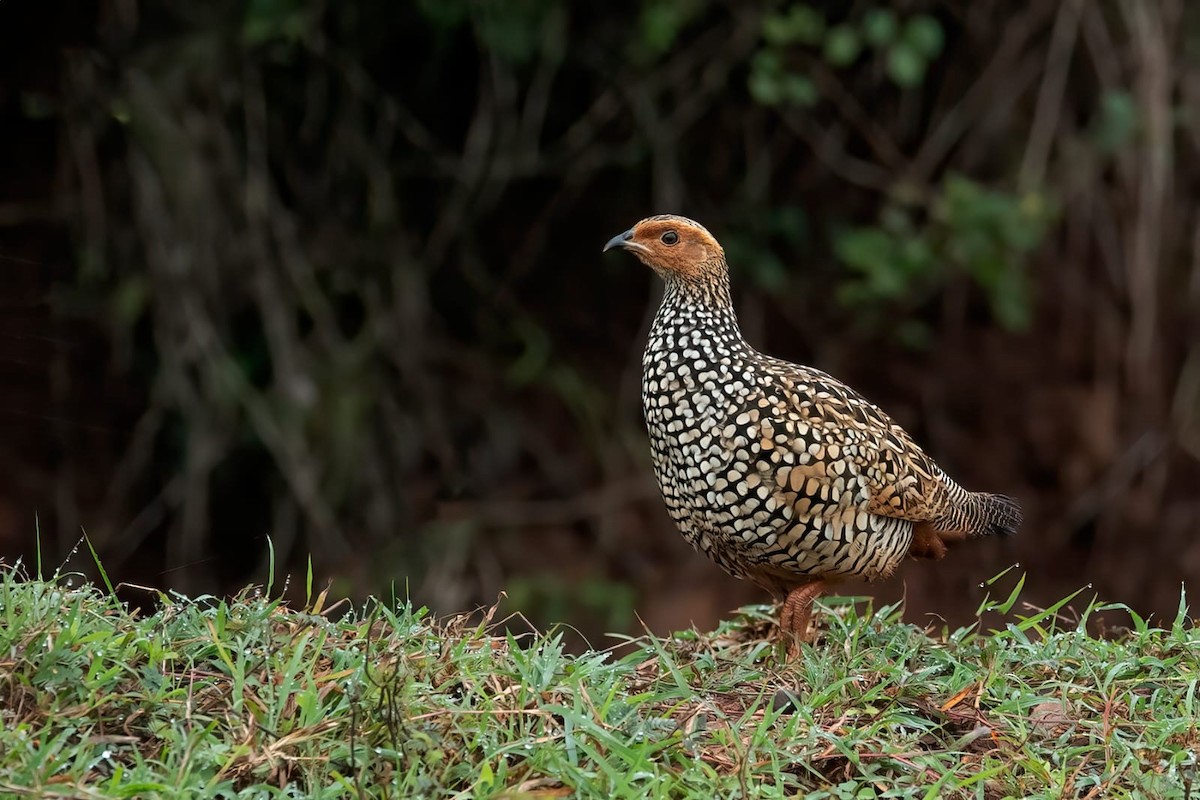 Painted Francolin - ML361597441