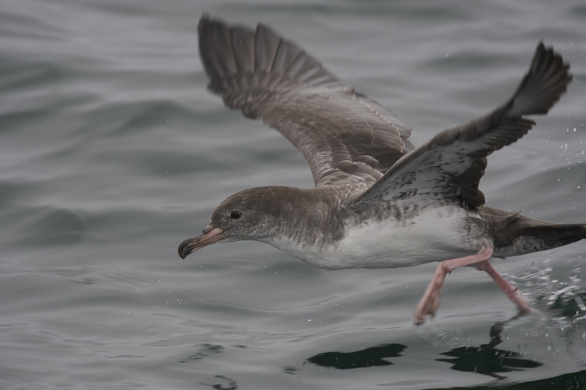 Pink-footed Shearwater - Neil Pankey