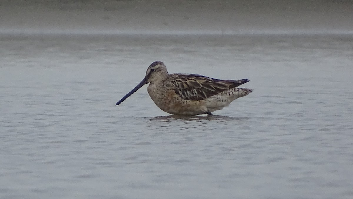 Asian Dowitcher - ML361597901