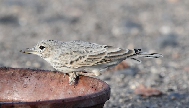 Adult with bill and foot deformity. - Sand Lark - 