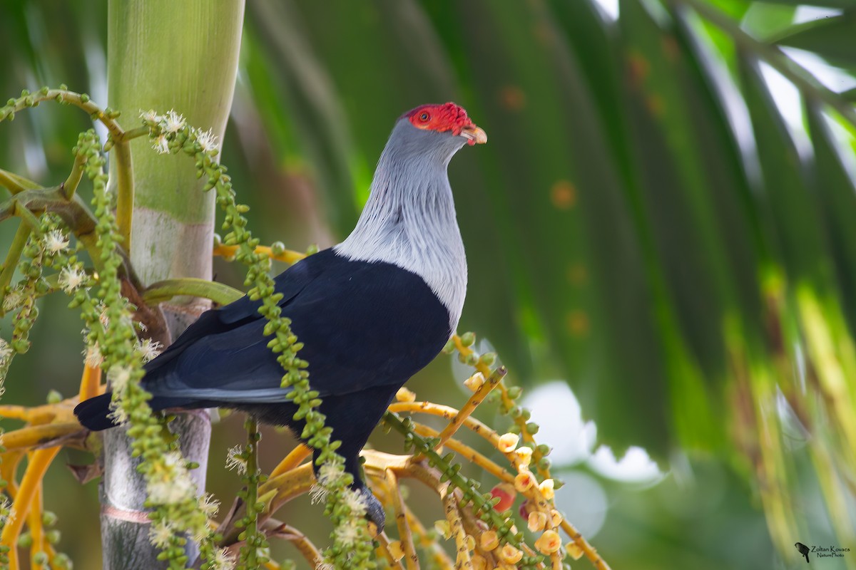 Seychelles Blue-Pigeon - Zoltan Kovacs