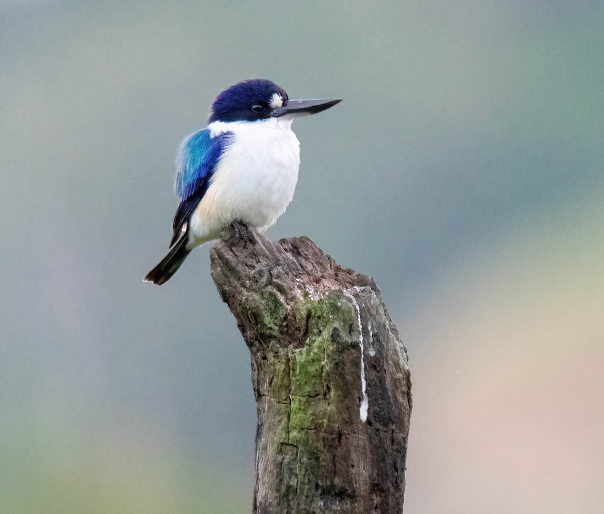 Forest Kingfisher - ML361601861