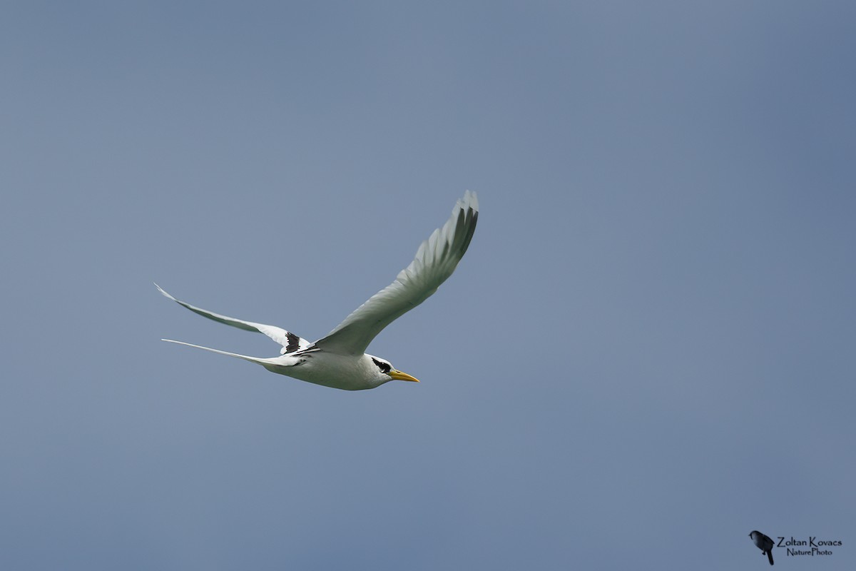 White-tailed Tropicbird - ML361606141