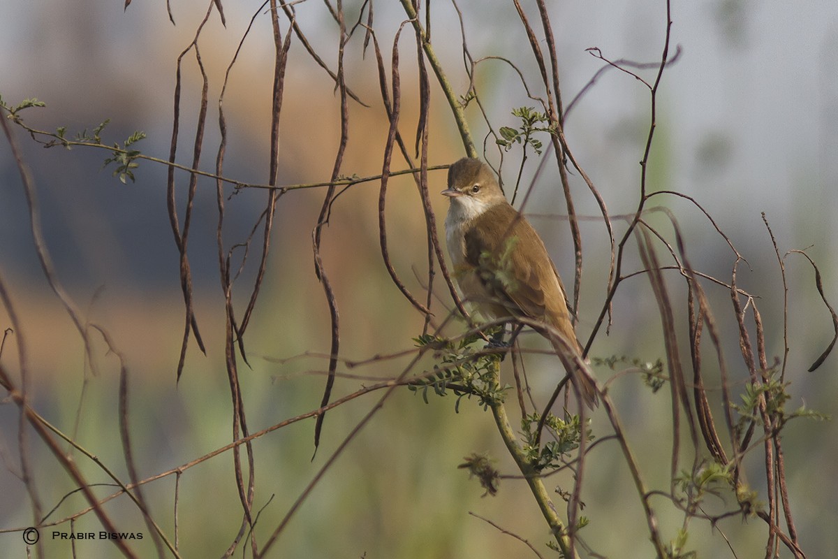 Clamorous Reed Warbler - Prabir Biswas