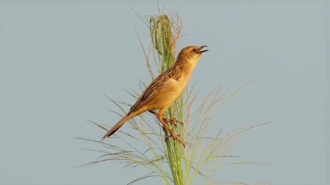 Bristled Grassbird - Ashish Gujjar