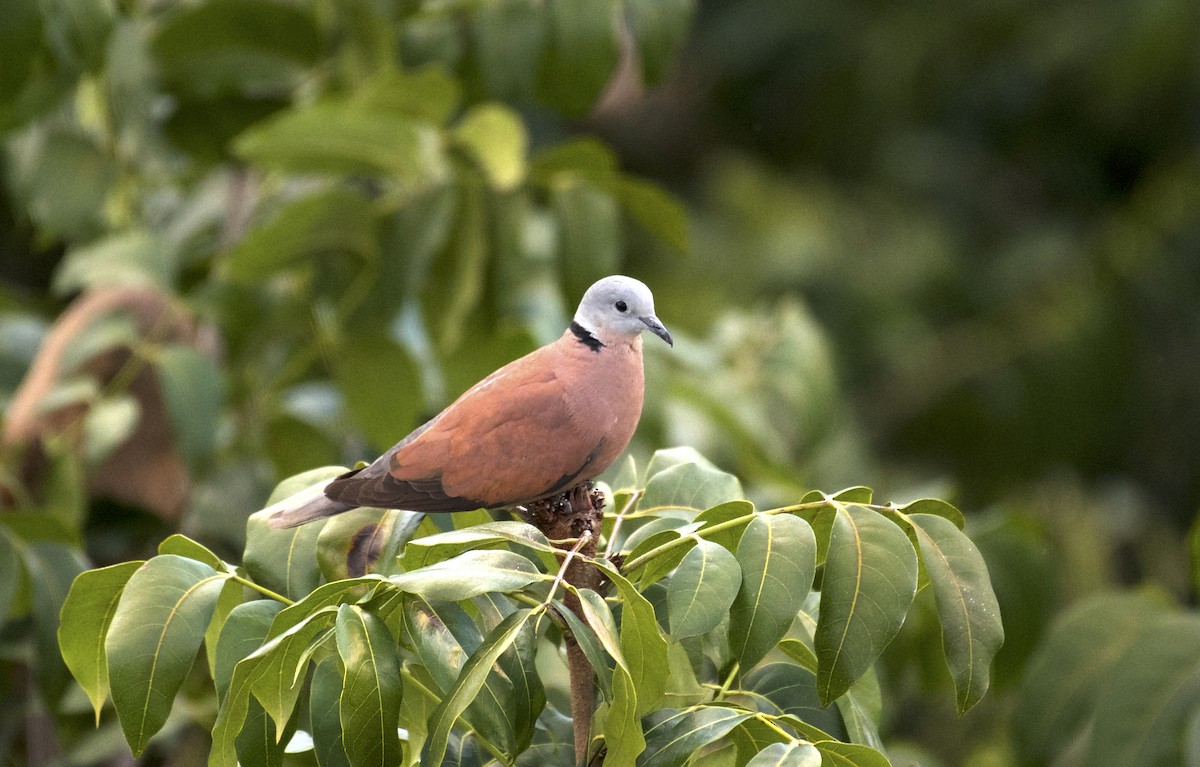Red Collared-Dove - ML361611671