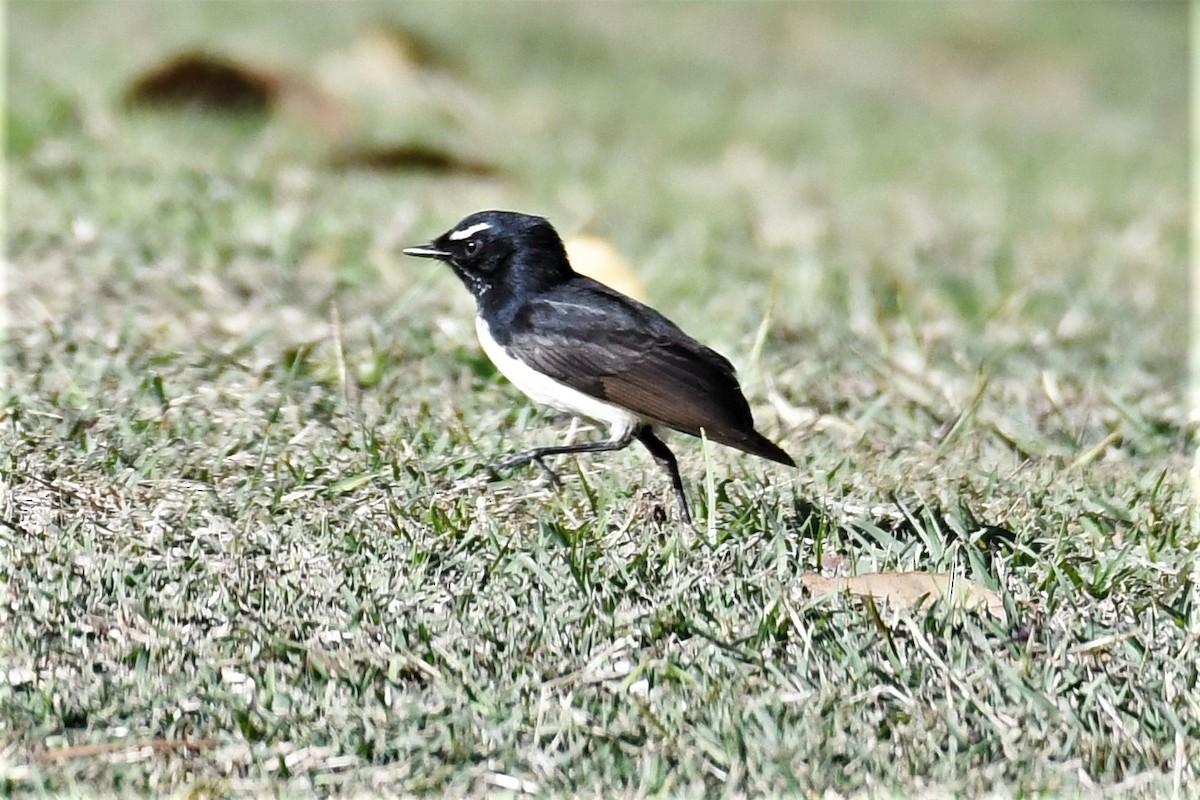 Willie-wagtail - ML361613011