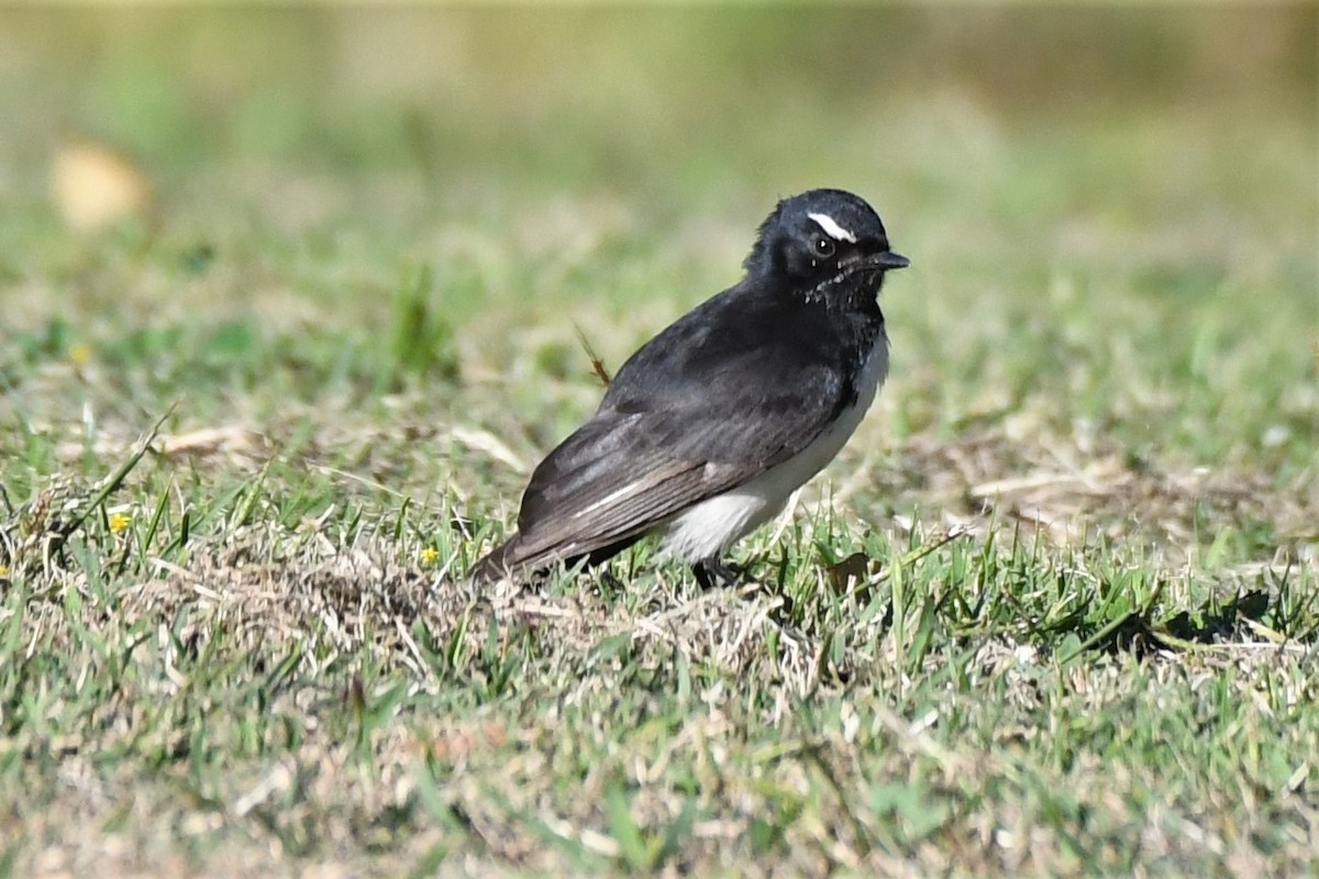 Willie-wagtail - ML361613021