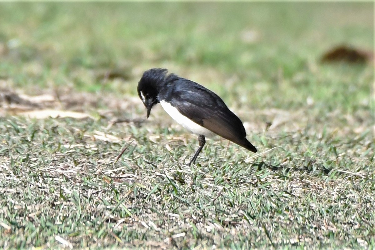 Willie-wagtail - ML361613031