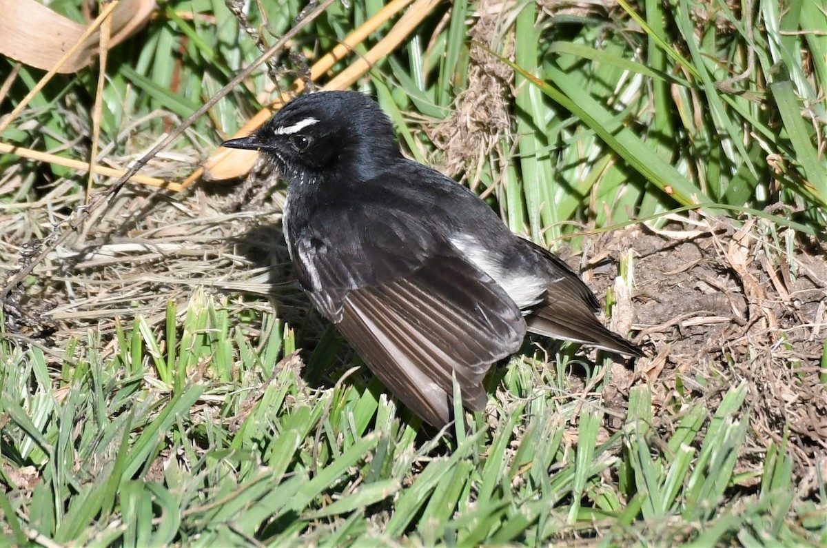 Willie-wagtail - ML361613051