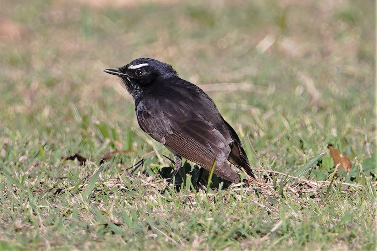 Willie-wagtail - ML361613101