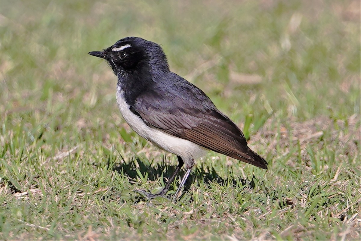 Willie-wagtail - ML361613111