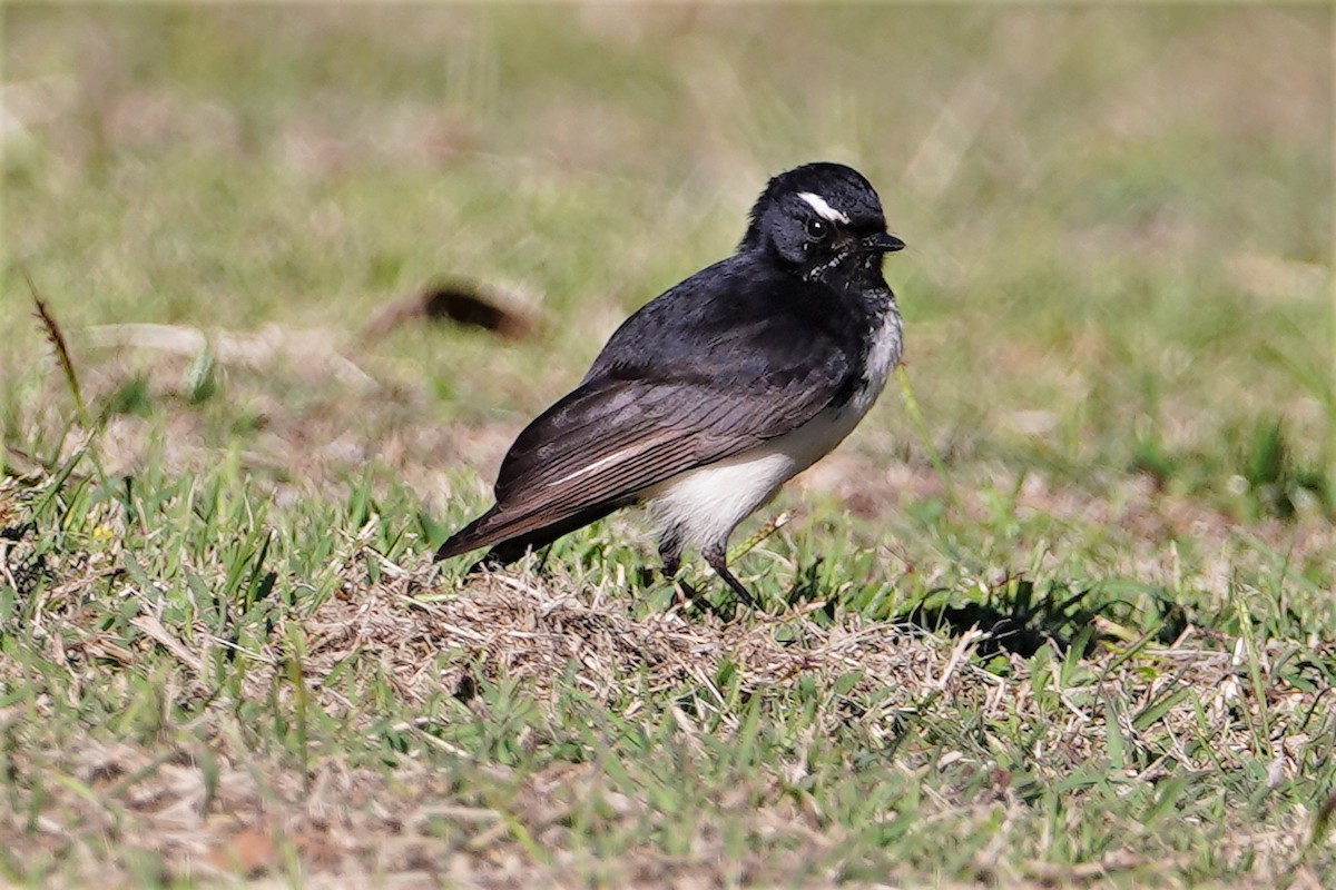 Willie-wagtail - ML361613141