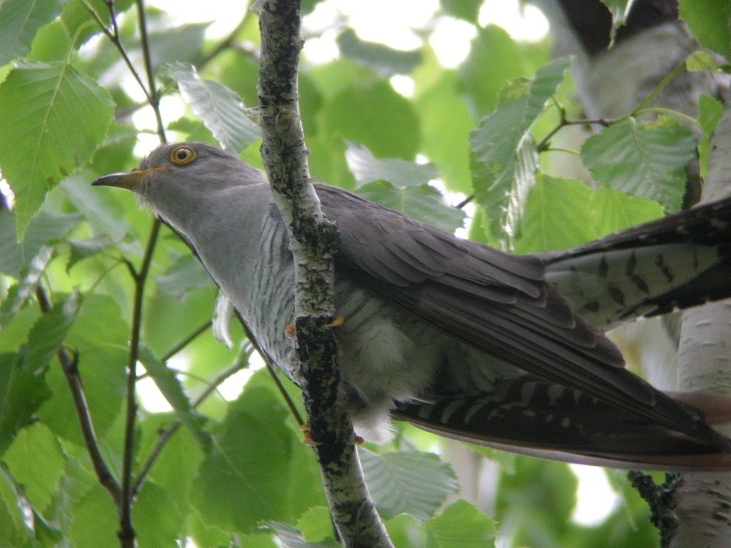 Common Cuckoo - ML36161621