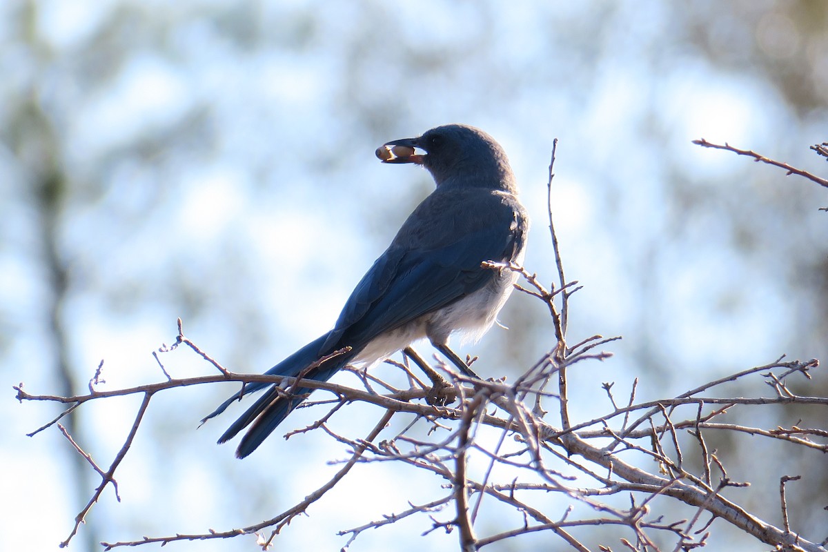 Mexican Jay - ML361616431