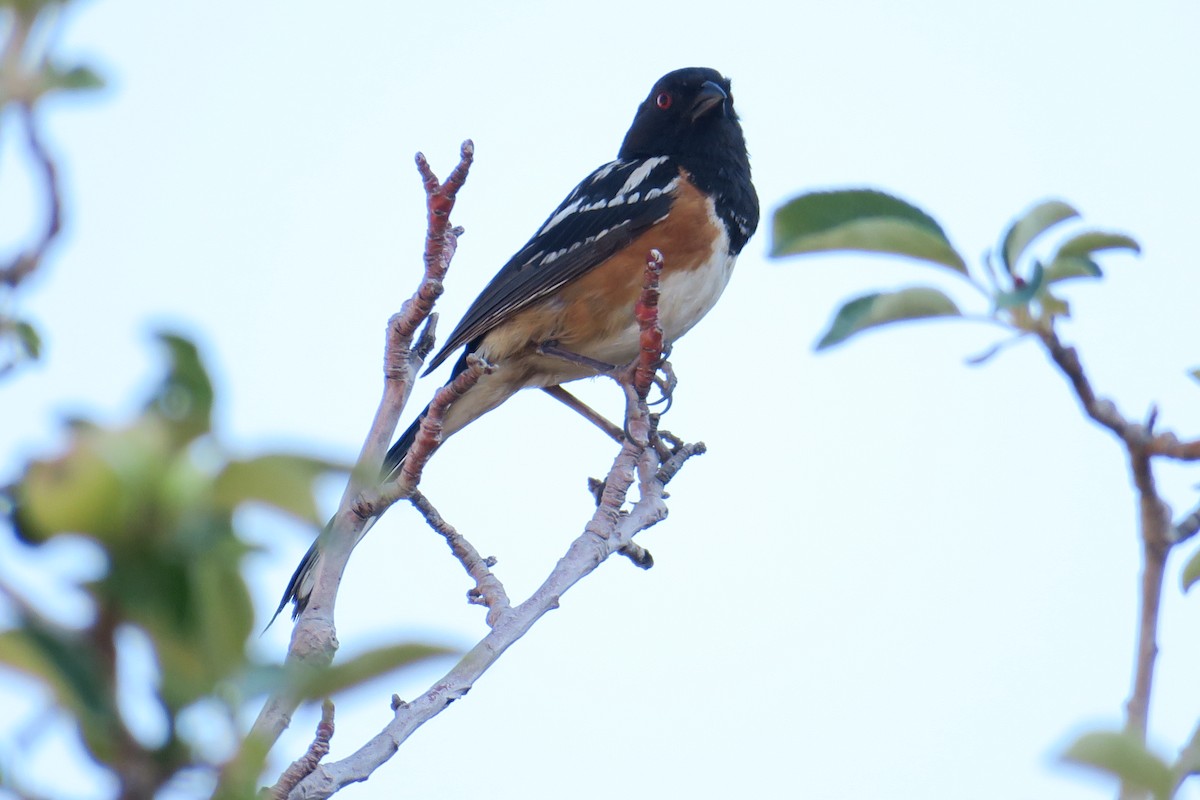 Spotted Towhee - ML361616521